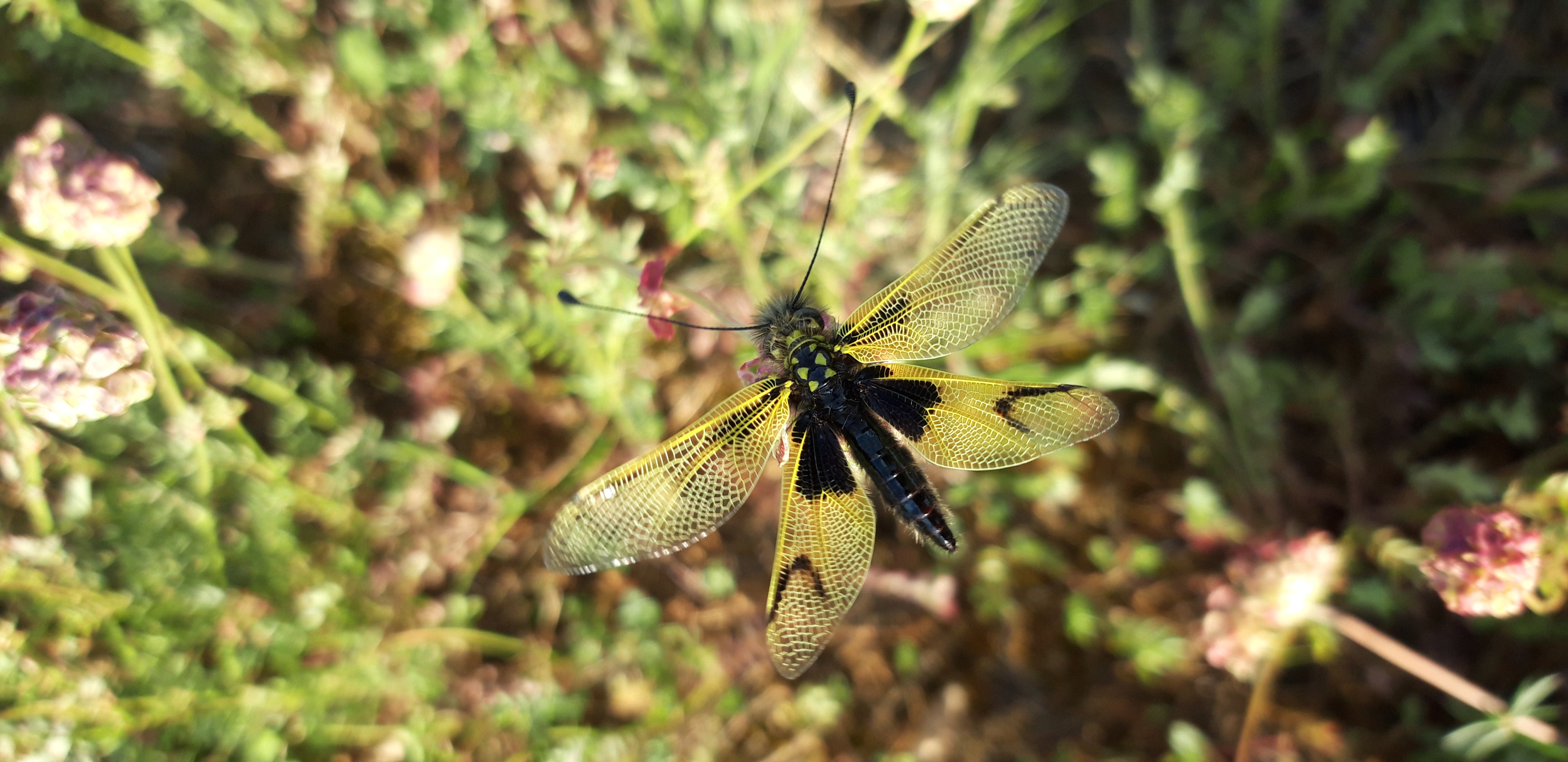 Libelloides longicornis teneral 4 Thomas Cherpitel GRETIA