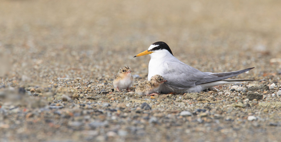 Gr&egrave;ves de la Loire de la Dagueni&egrave;re &agrave; Montsoreau :  un Arr&ecirc;t&eacute; Pr&eacute;fectoral de Protection de Biotope